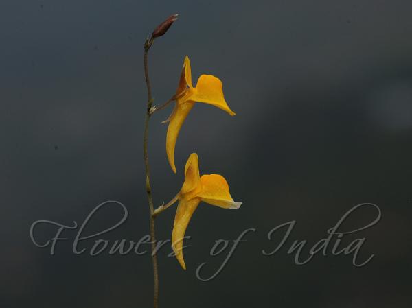Climbing Bladderwort